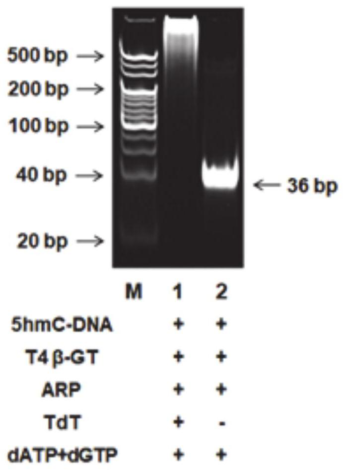 A chemiluminescent biosensor for detecting 5-hydroxymethylcytosine, its detection method and application