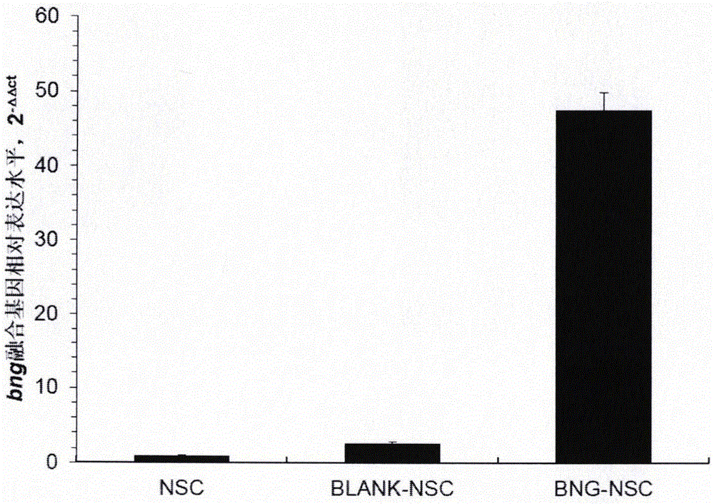 Method for preparing person stem cells with improved neural restoration function and application of person stem cells