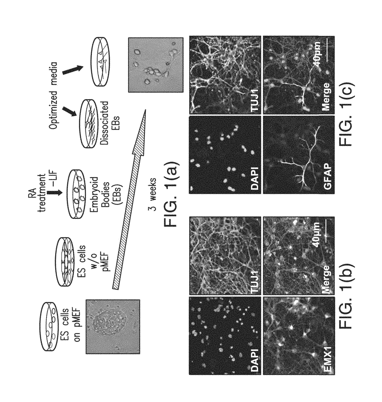 Methods of reducing levels of tau