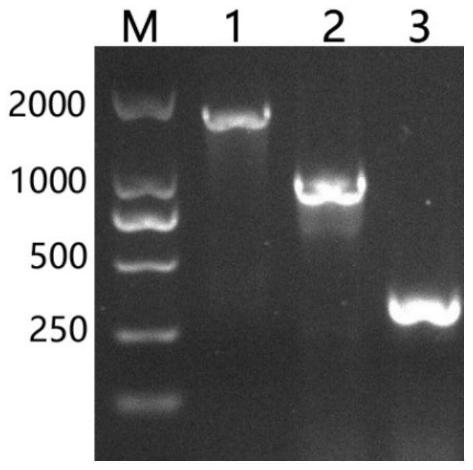 Staphylococcus aureus bacteriophage lyase as well as preparation method and application thereof