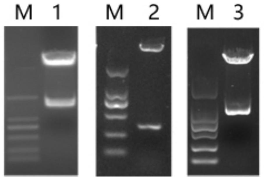 Staphylococcus aureus bacteriophage lyase as well as preparation method and application thereof