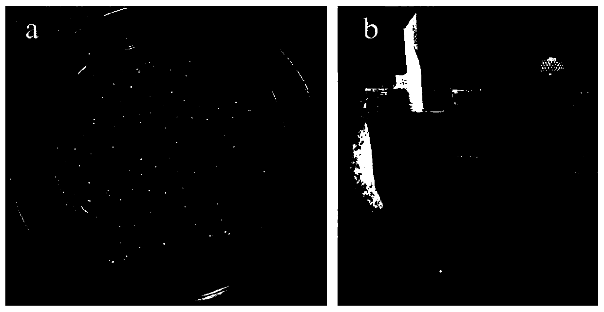 Biochar loaded nano zero valent iron coupling phosphate solubilizing bacteria immobilized pellet, preparation method and application thereof