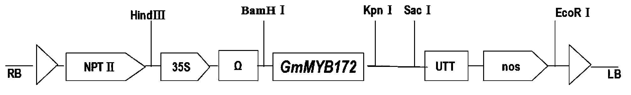 Application of soybean transcription factor GmMYB172 in vegetable oil and fat metabolism regulation