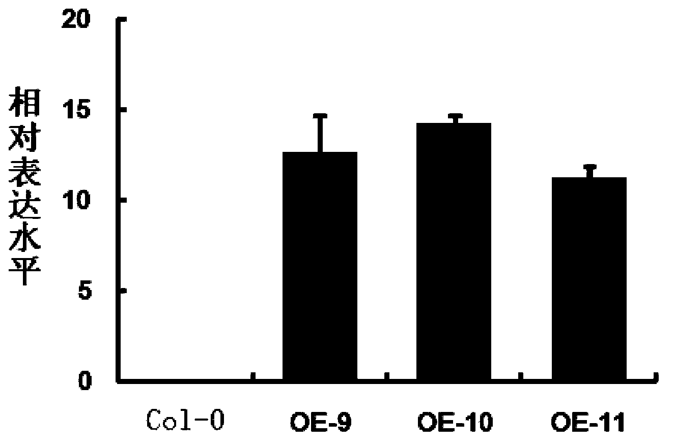 Application of soybean transcription factor GmMYB172 in vegetable oil and fat metabolism regulation