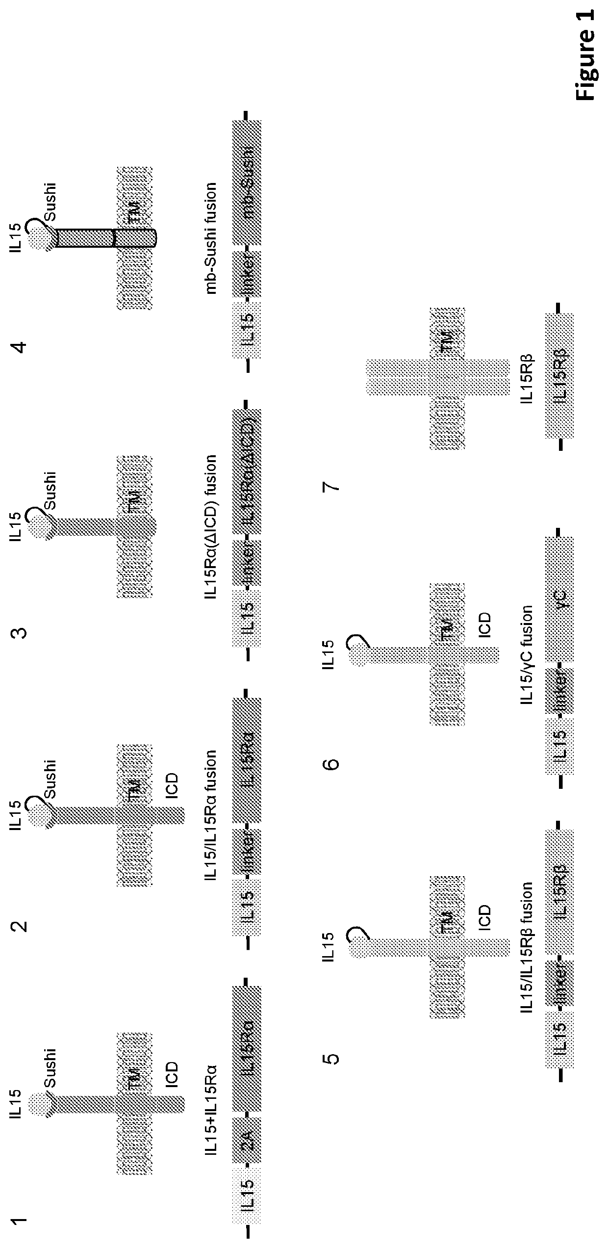 Engineered immune effector cells and use thereof