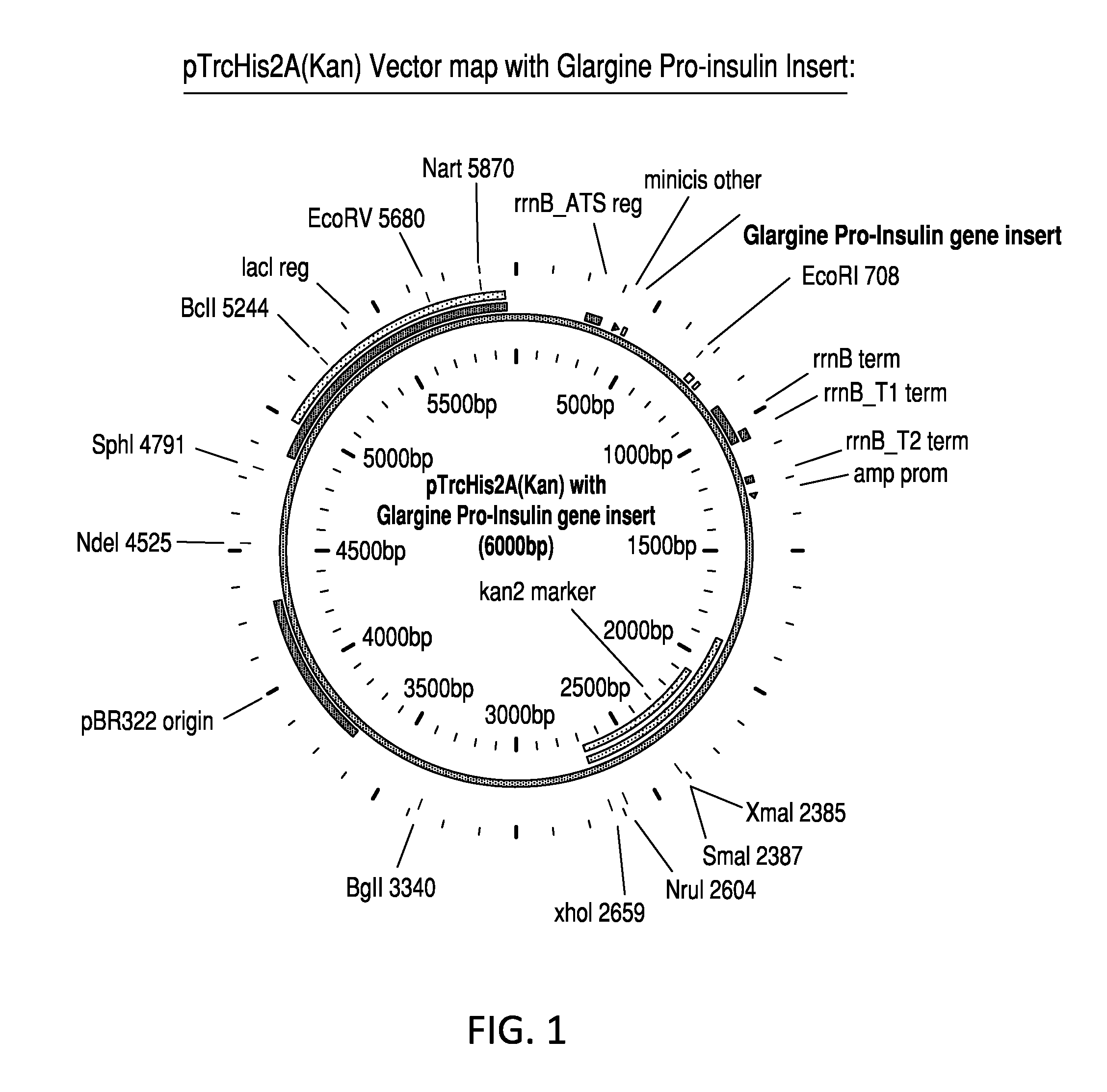 Glargine proinsulin and methods of producing glargine insulin analogs therefrom