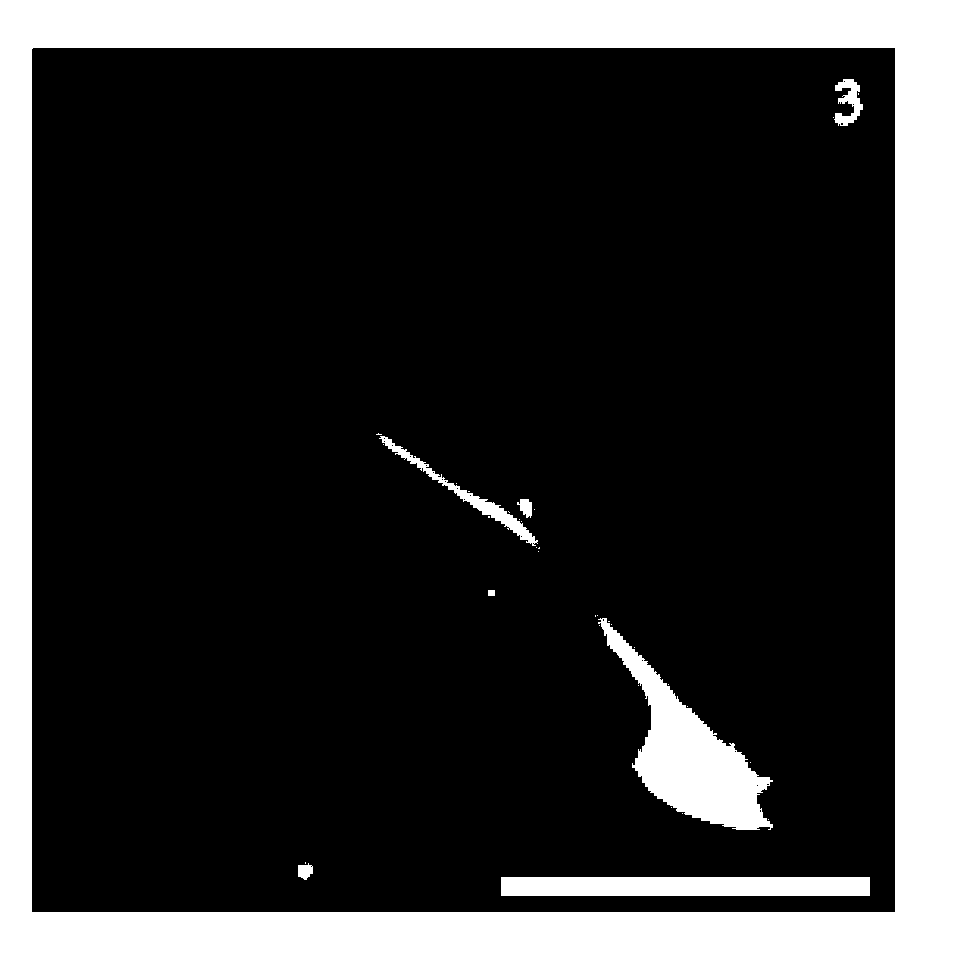 Construction method of in-vitro model for simulating mesenchymal stem cell transplantation