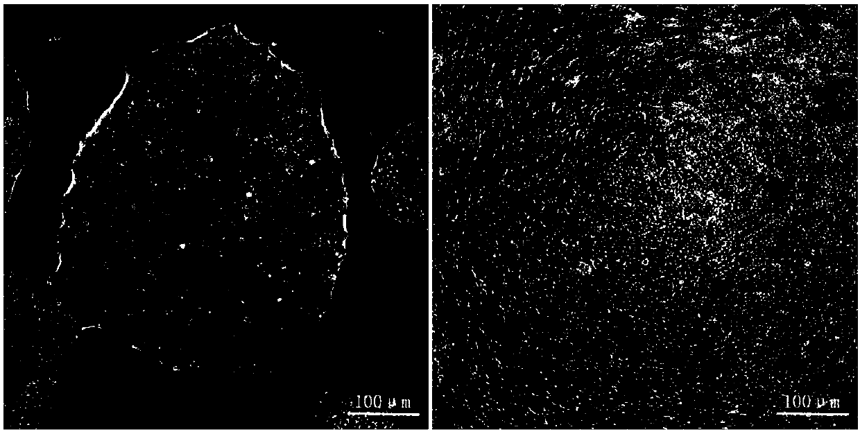 Method for inducing differentiation of human pluripotent stem cells into spinal cord motor nerve precursor cells