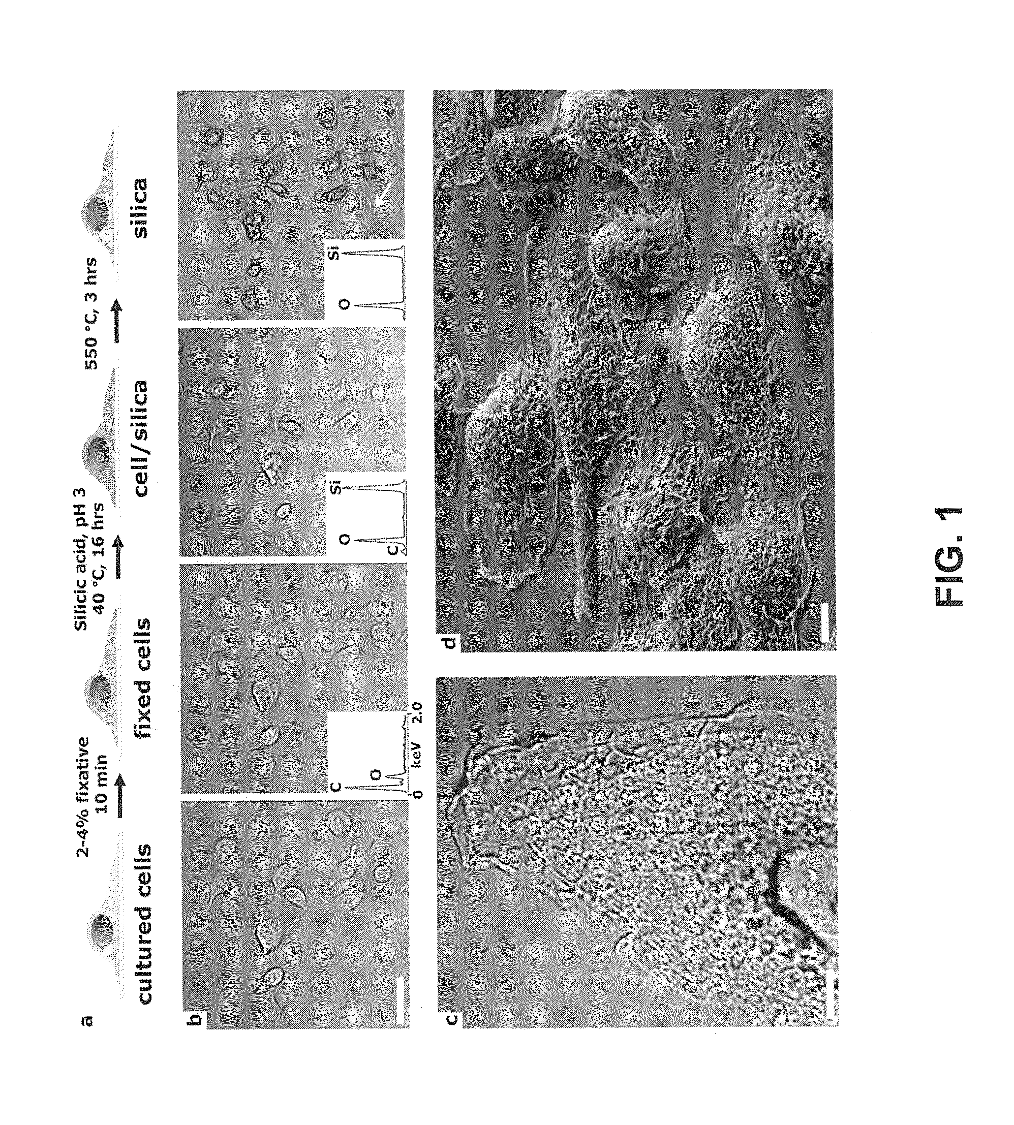 Cell-Based Composite Materials with Programmed Structures and Functions