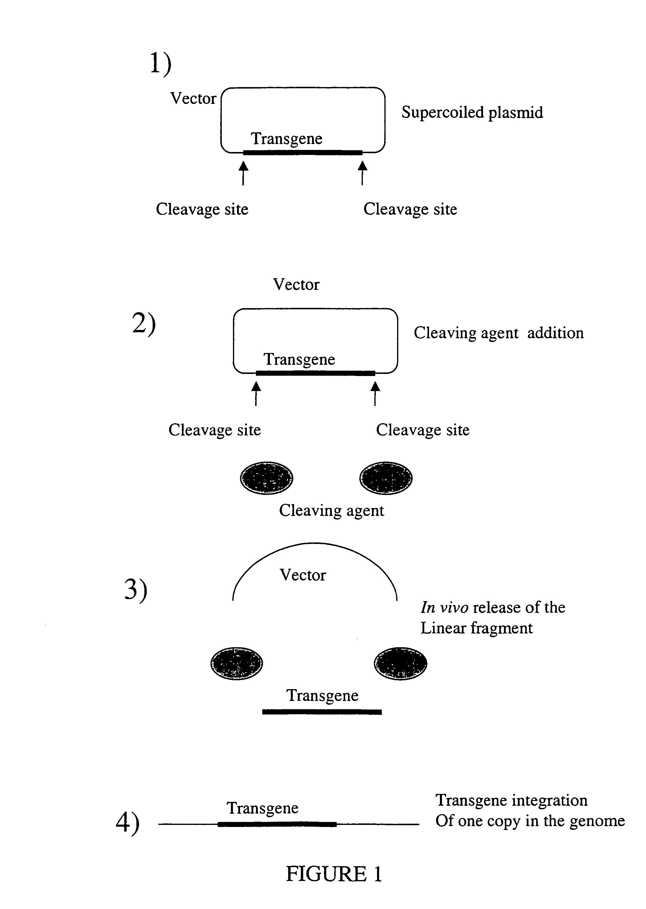 Random integration of a polynucleotide by in vivo linearization