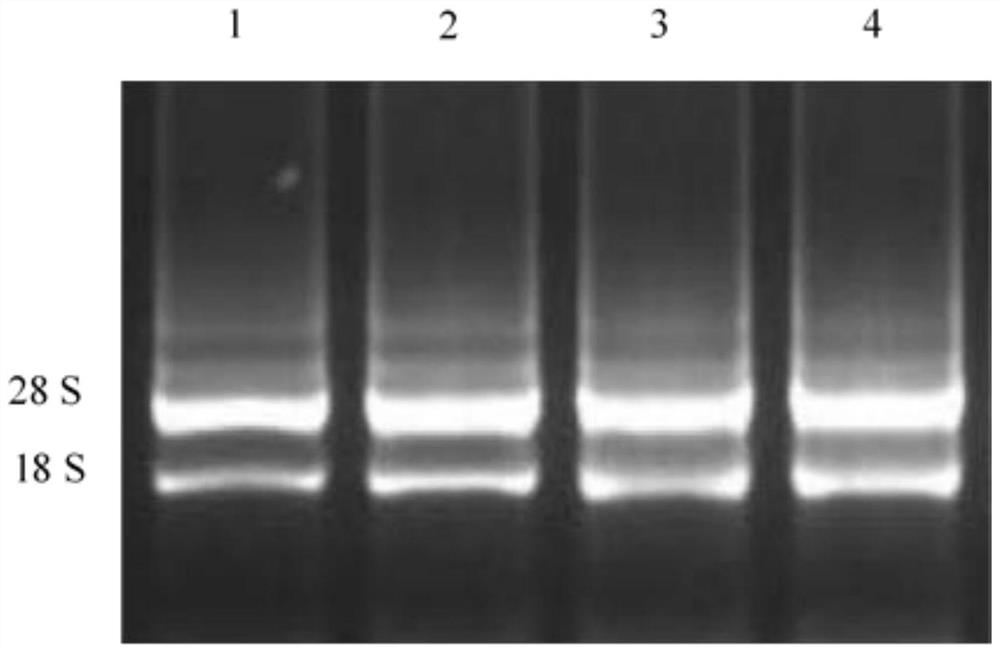 Screening method and application of meat duck real-time fluorescent quantitative PCR reference genes