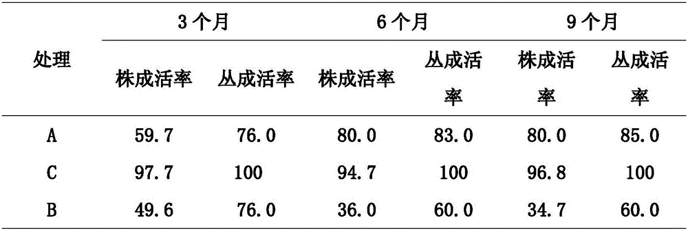 Green tea planting method