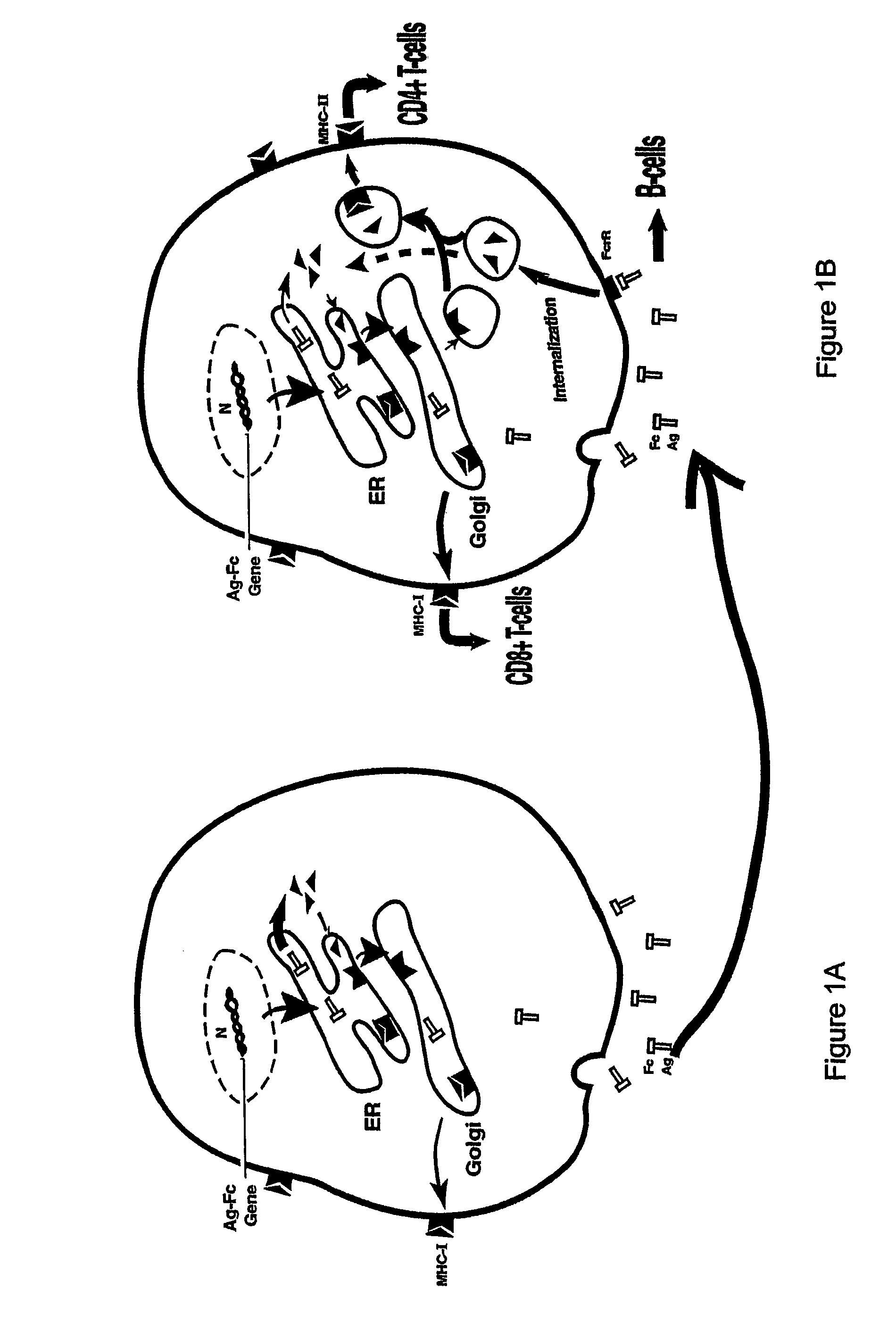 Compositions and methods for identifying antigens which elicit an immune response