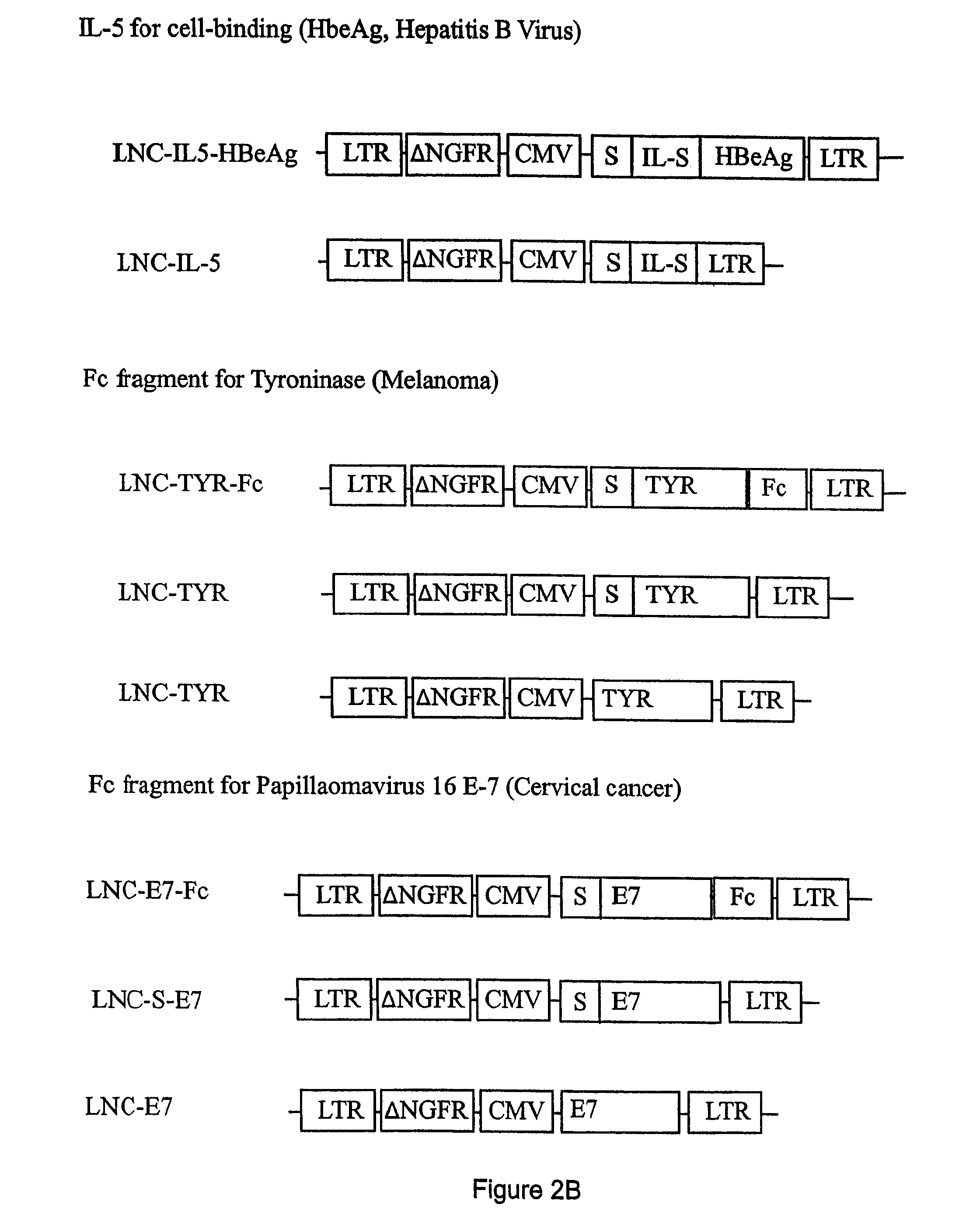 Compositions and methods for identifying antigens which elicit an immune response