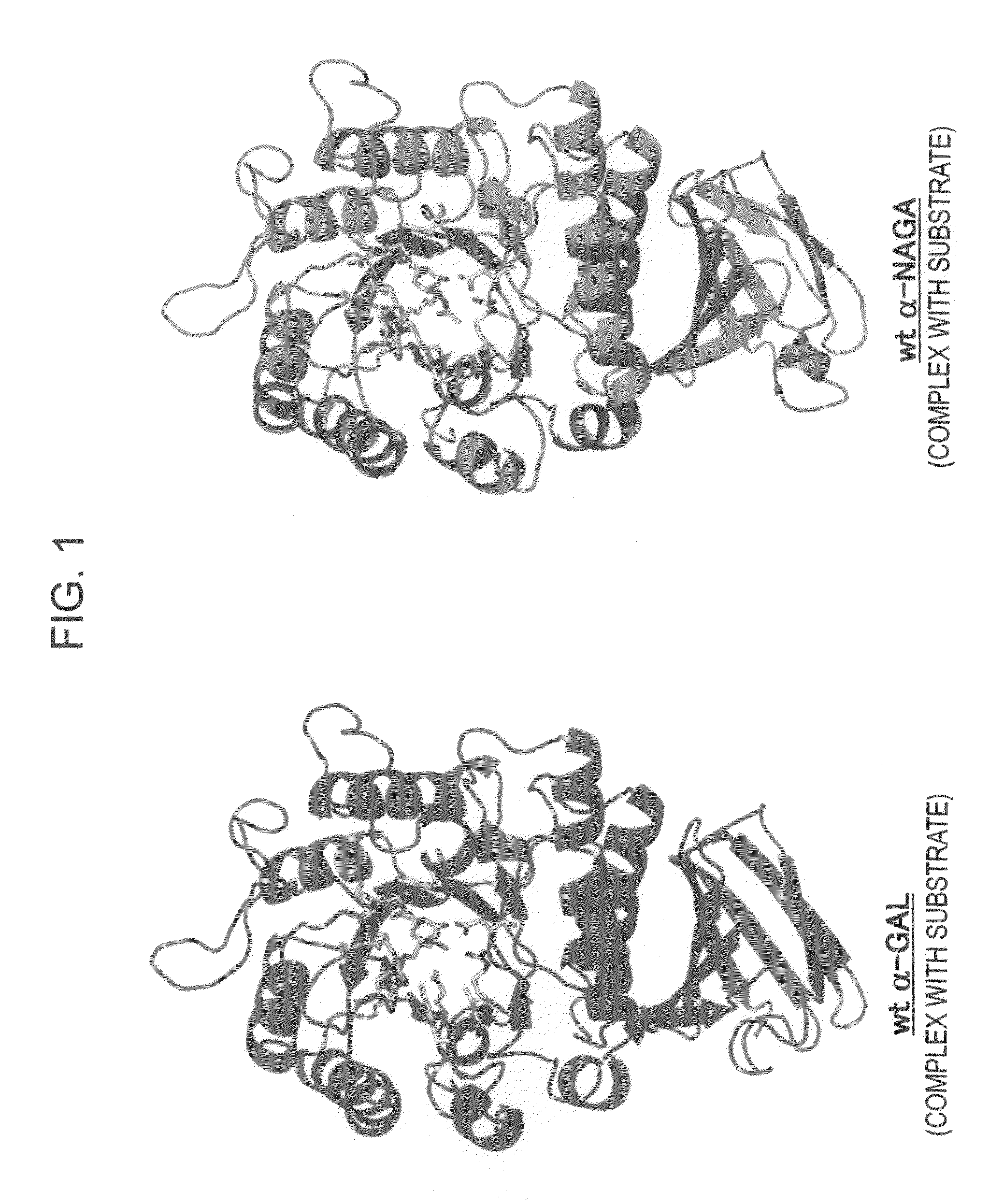 Highly functional enzyme having α-galactosidase activity