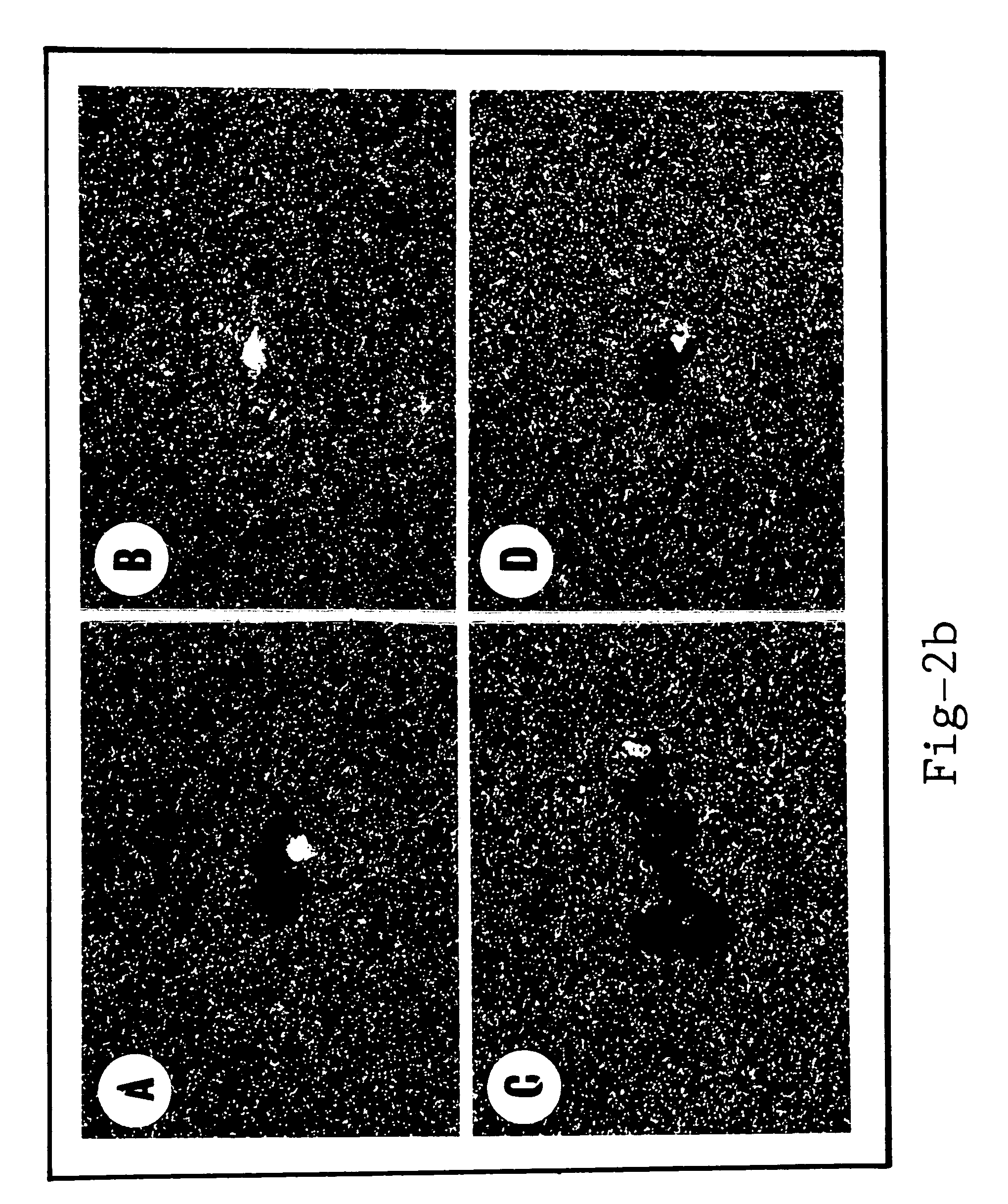 Modified pectin