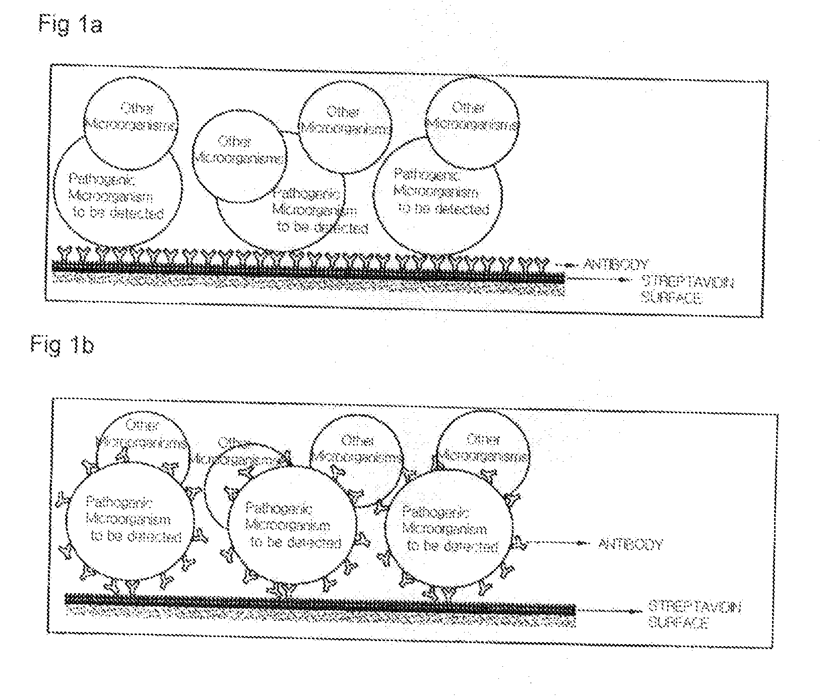 Method of detecting pathogenic microorganism in real-time, using modified flow-type surface plasmon resonance biosensor