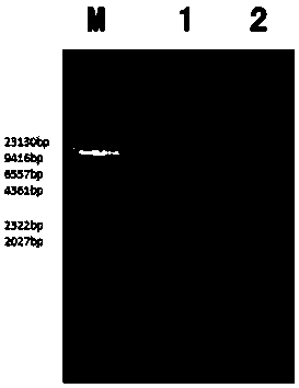 Latcripin-8 gene fragment of mushroom C91-3 strain, and coded protein, preparation method and application thereof