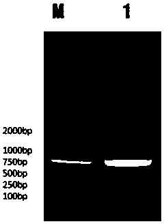 Latcripin-8 gene fragment of mushroom C91-3 strain, and coded protein, preparation method and application thereof