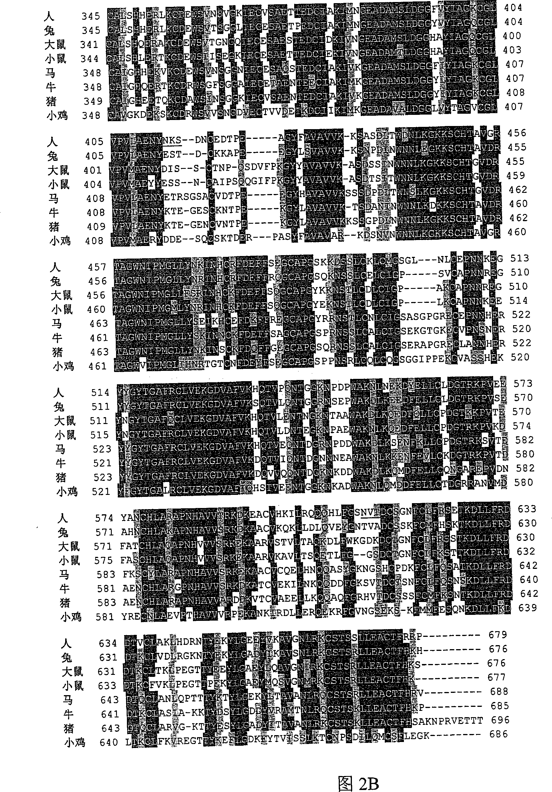 Modified transferrin fusion proteins