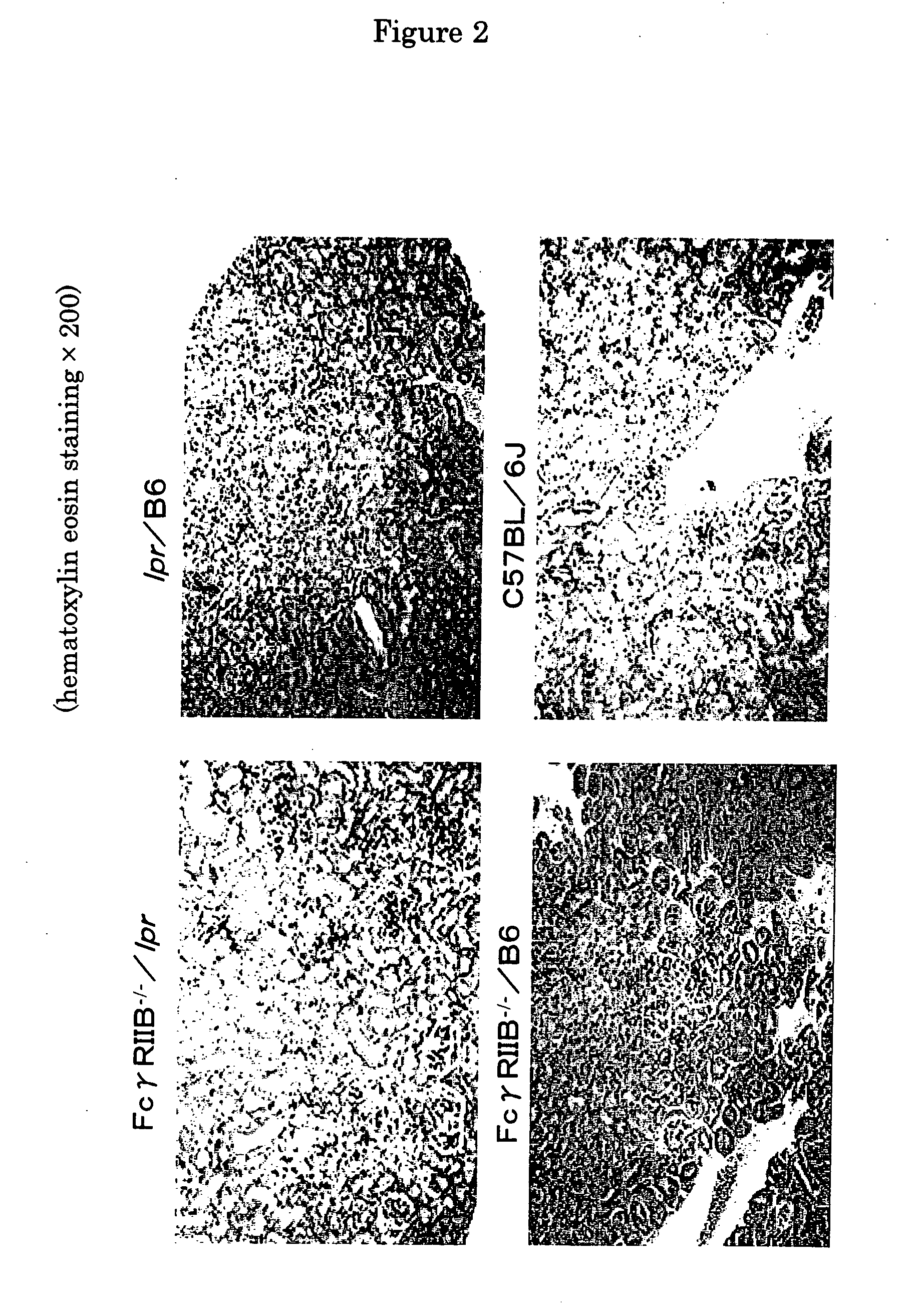 Nonhuman Model animal of syntemic lupus erythematosus