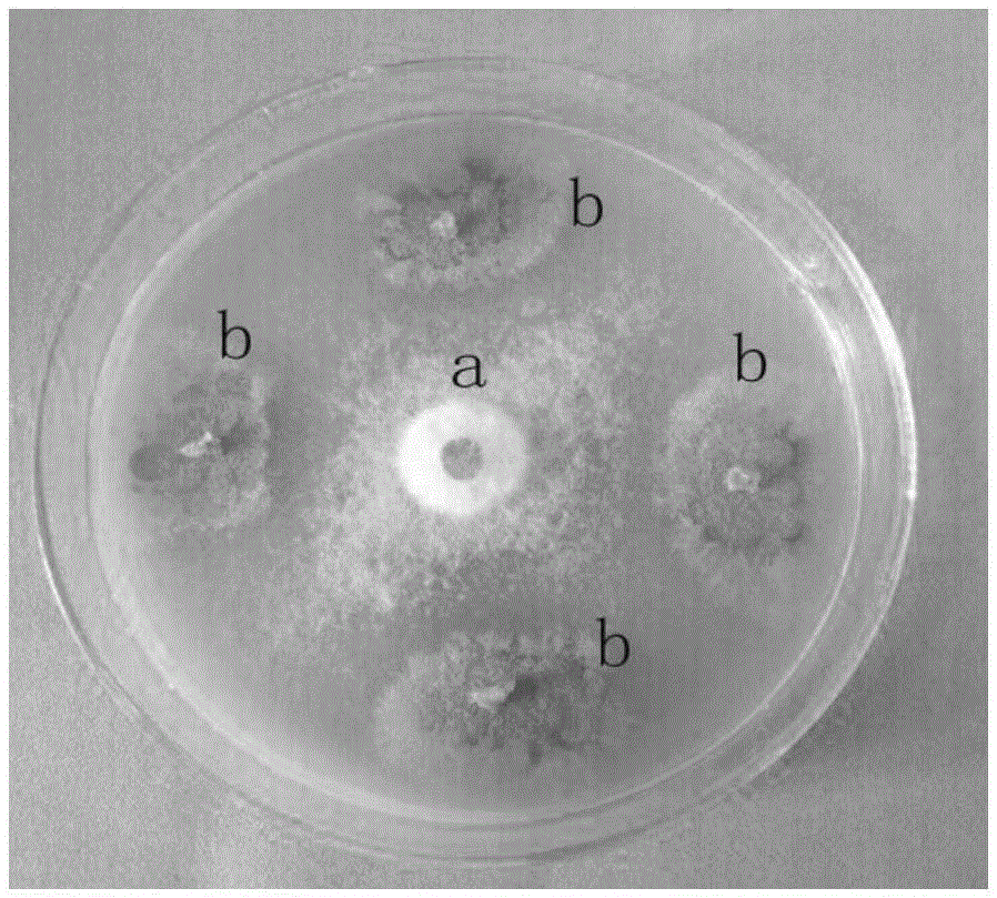 Compound microbial agent for preventing and treating banana wilt disease and prevention and treatment method