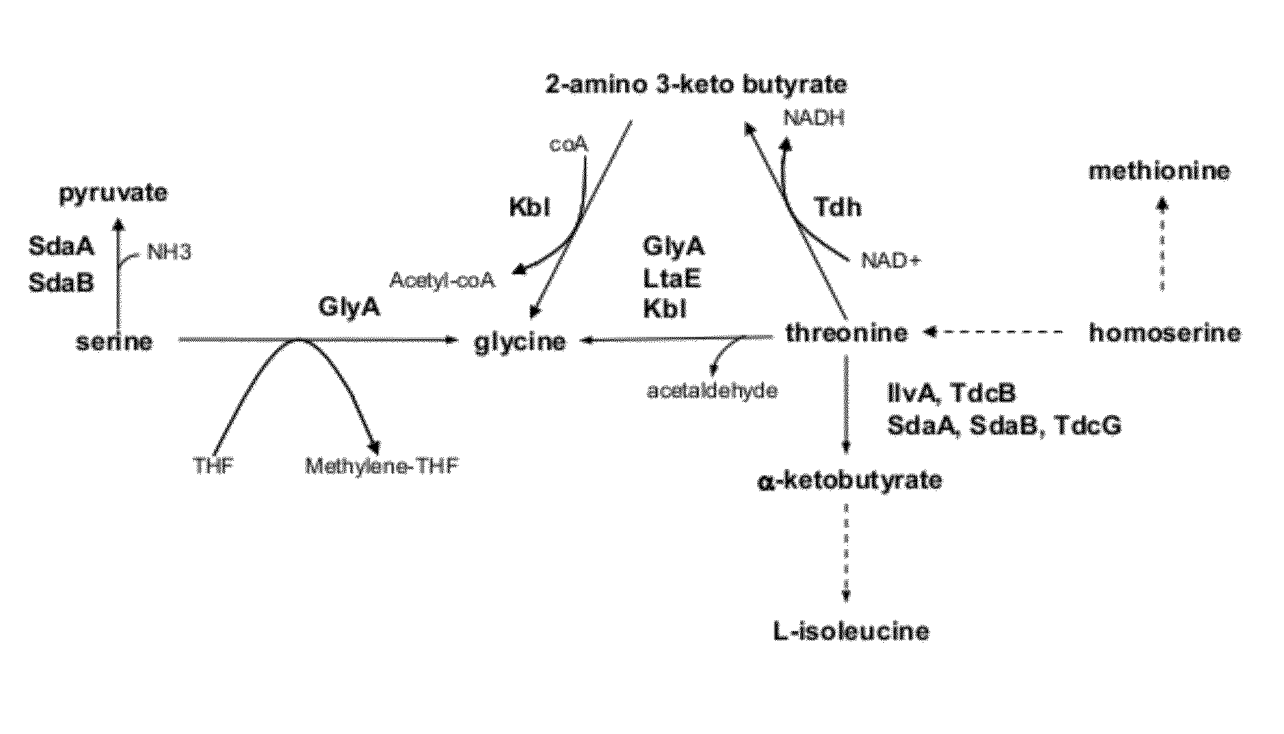 Strains and method for the production of methionine