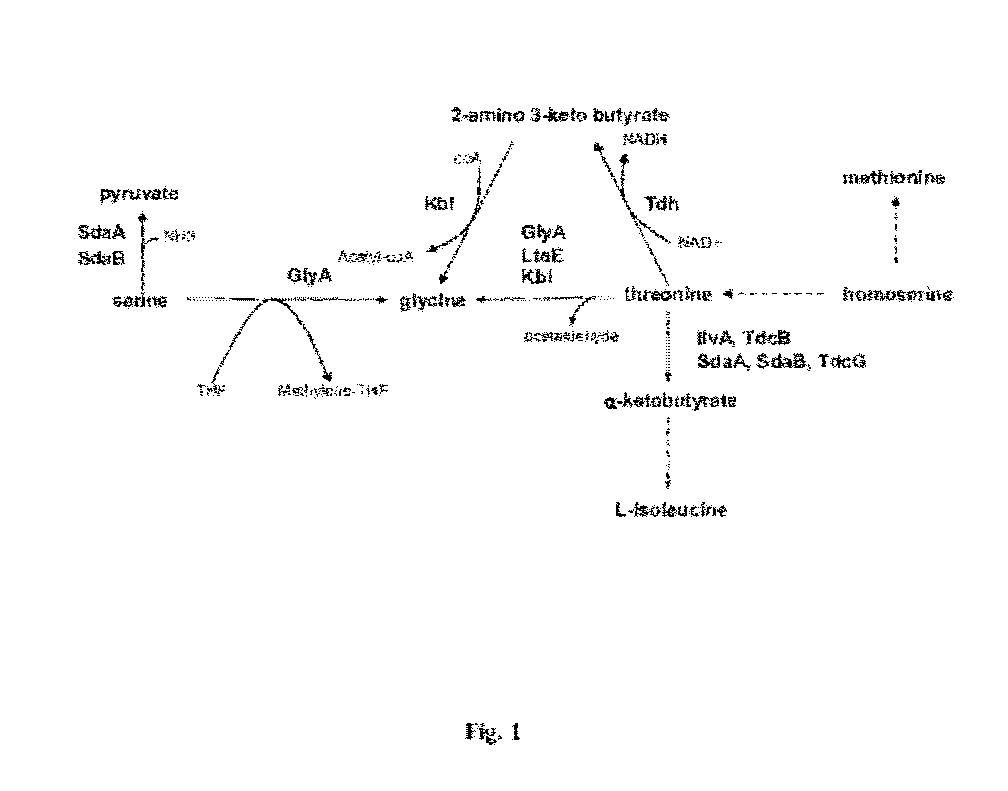 Strains and method for the production of methionine