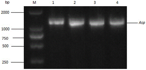 Method for constructing monascus strain capable of achieving high yield of acid protease