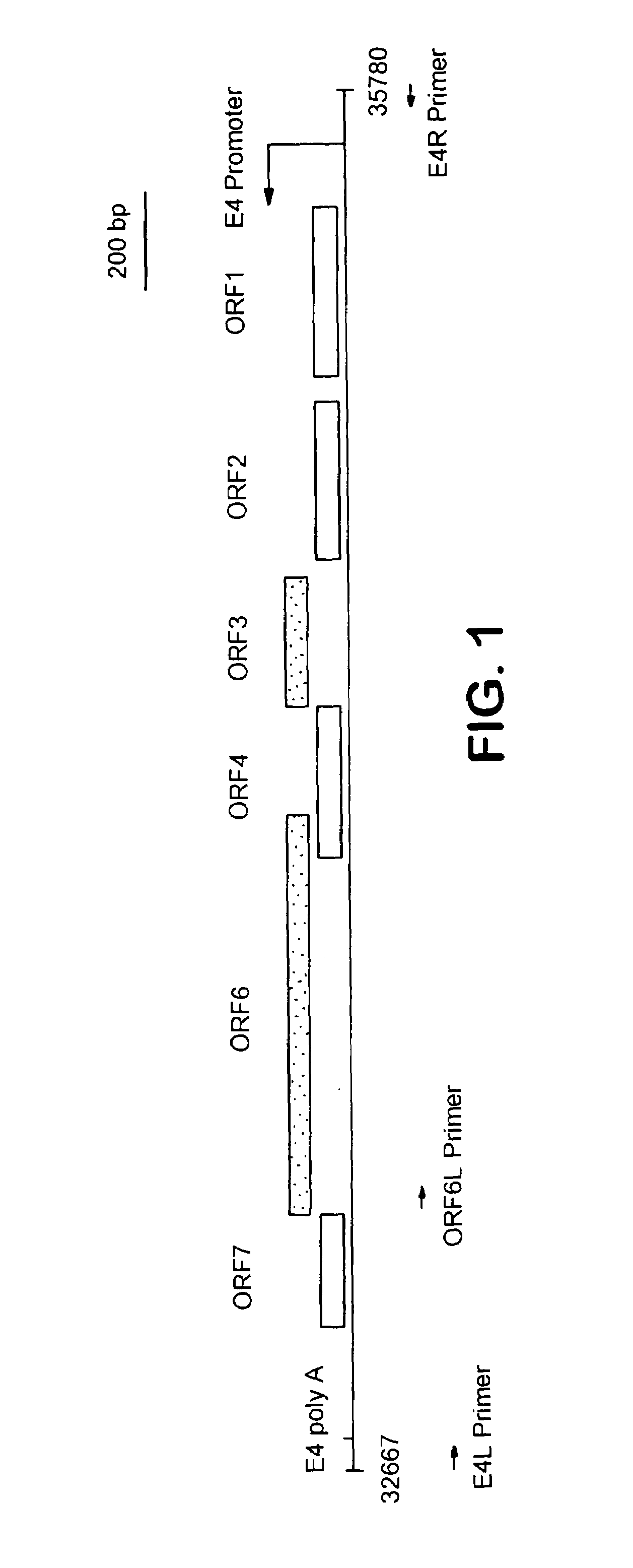 Adenovirus vectors, packaging cell lines, compositions, and methods for preparation and use