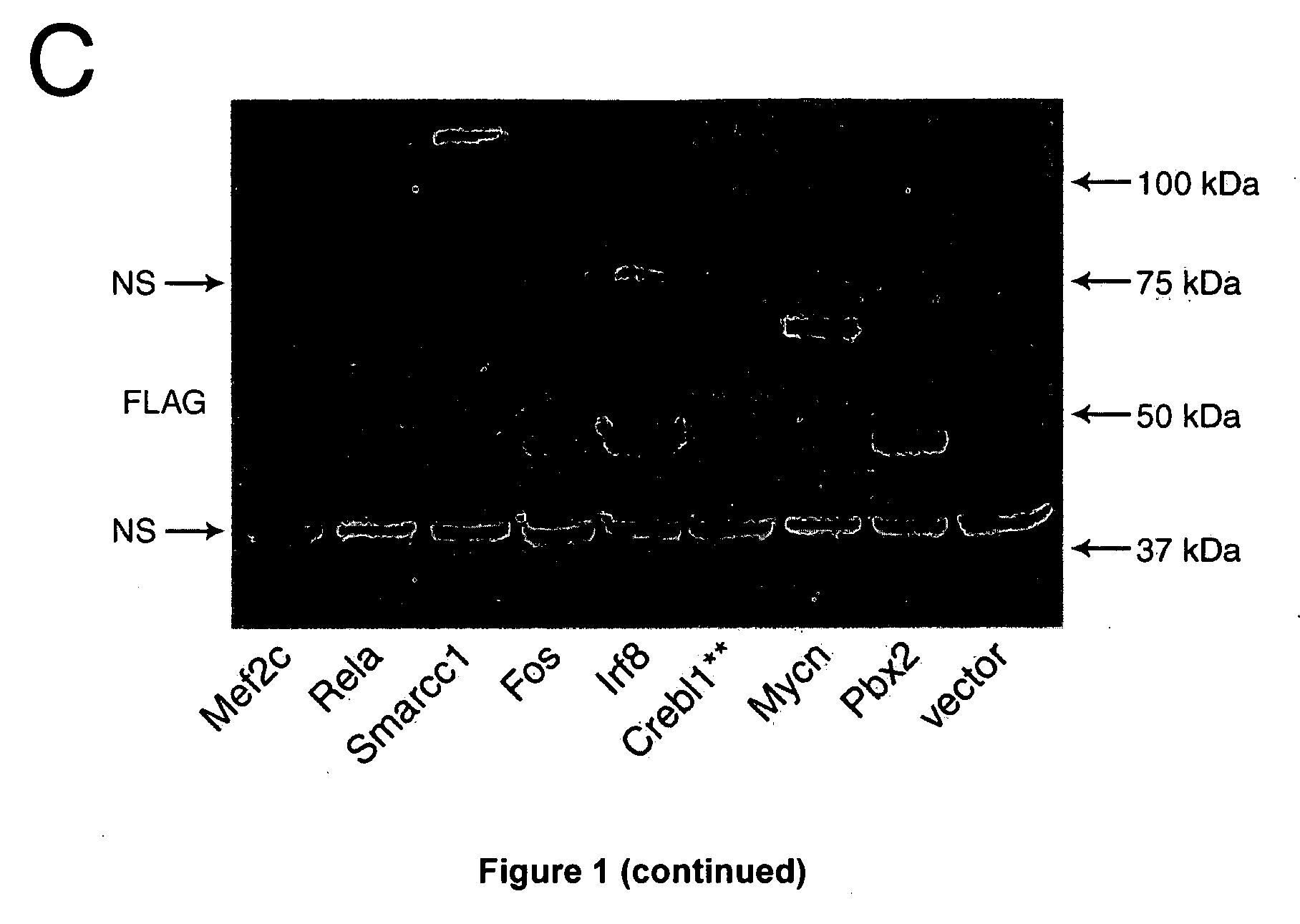 Methods and kits for expanding hematopoietic stem cells