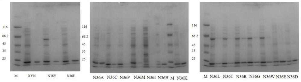 High-specific-enzyme-activity xylanase mutant and application thereof