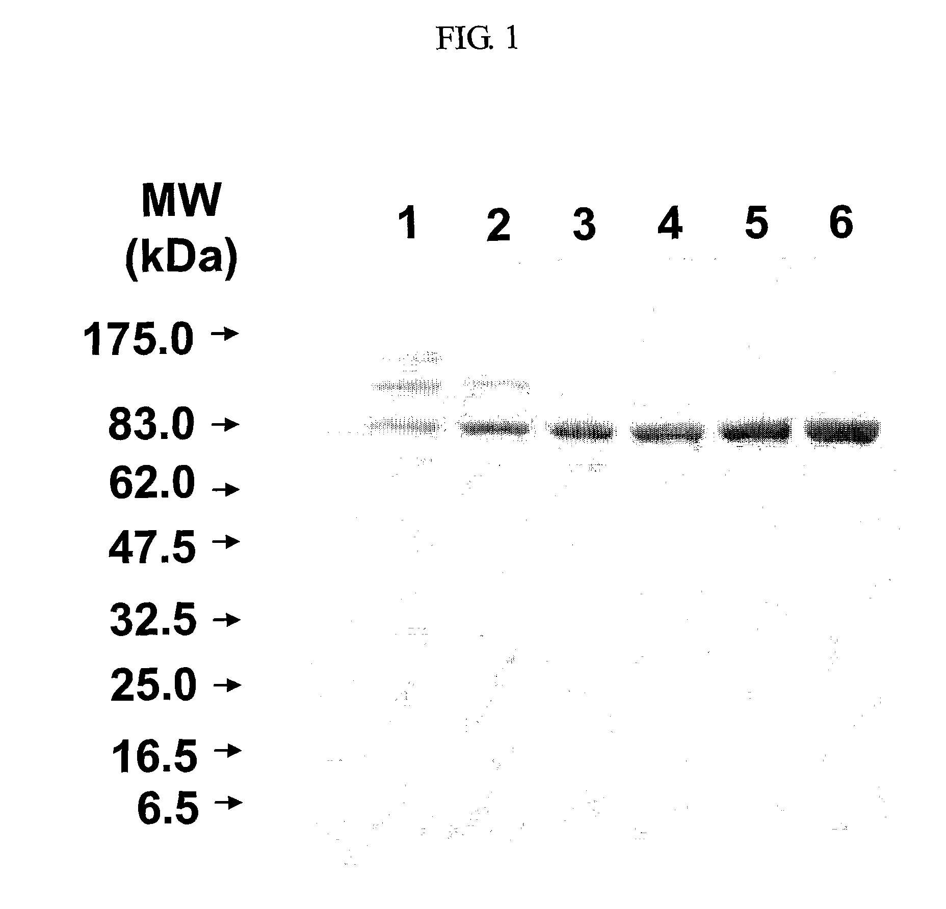 Method for preparing antigen effective for preventing anthrax infection