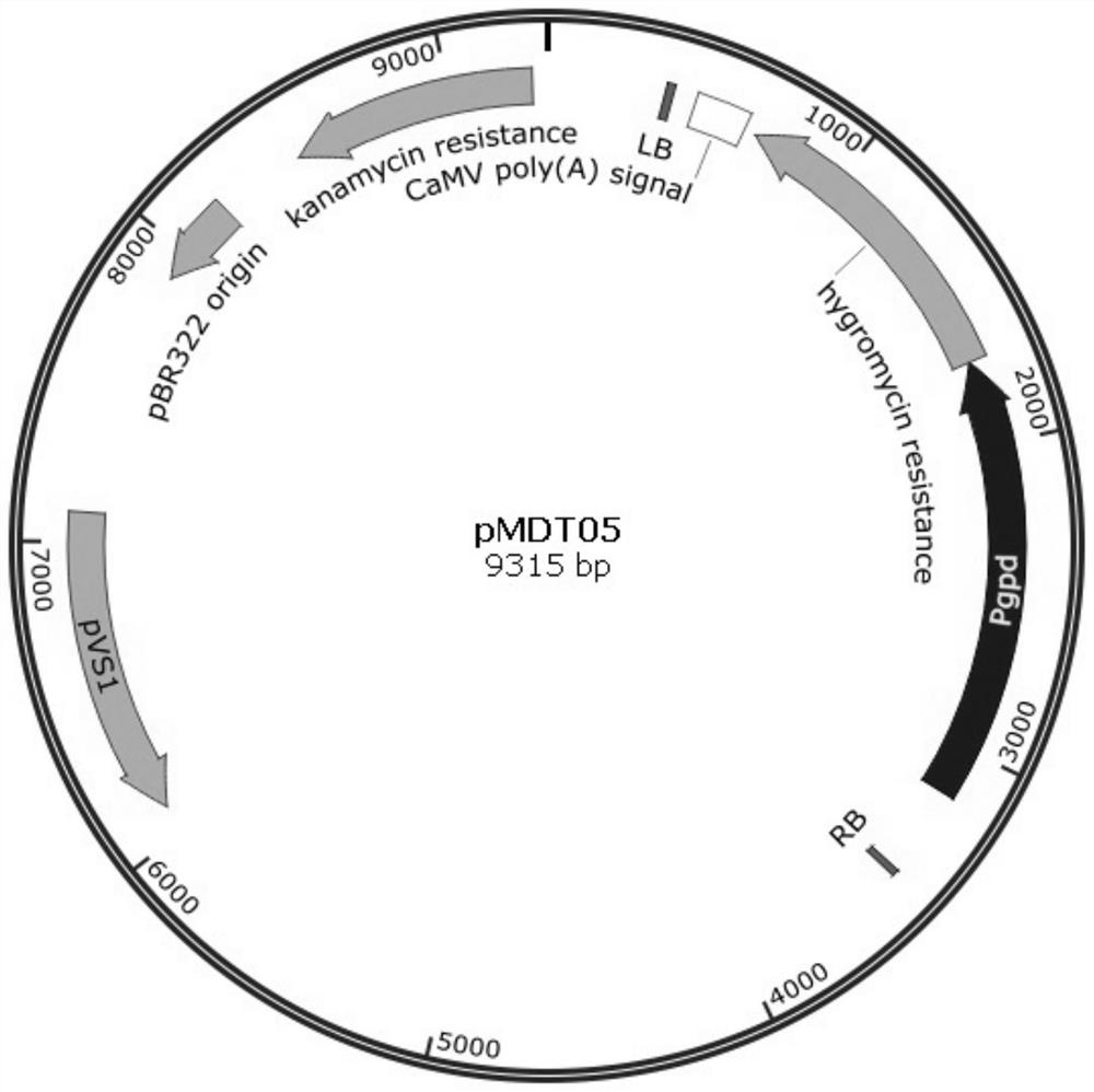 Genetically engineered bacteria expressing oxalate oxidase recombinantly and its construction method and application