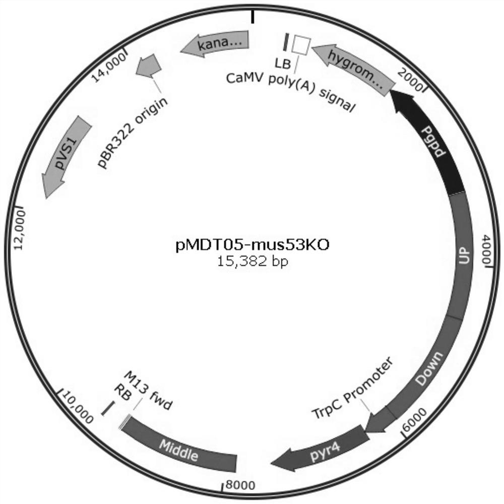 Genetically engineered bacteria expressing oxalate oxidase recombinantly and its construction method and application