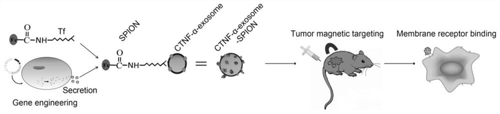 Polypeptide drug exosome nano-loading system targeting cell membrane and preparation method thereof