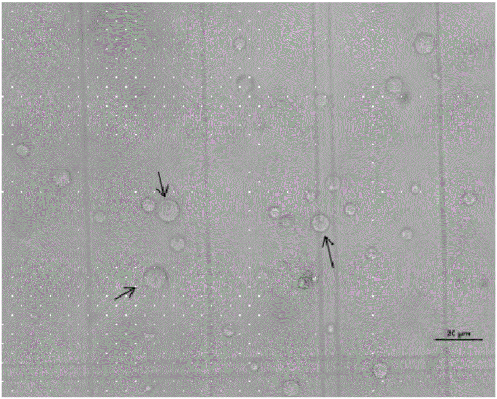 Preparation and conversion method of inonotus obliquus protoplast