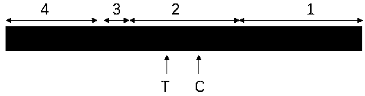 Colloidal gold test strip for detecting hepatitis E virus IgG antibody and preparation method of colloidal gold test strip