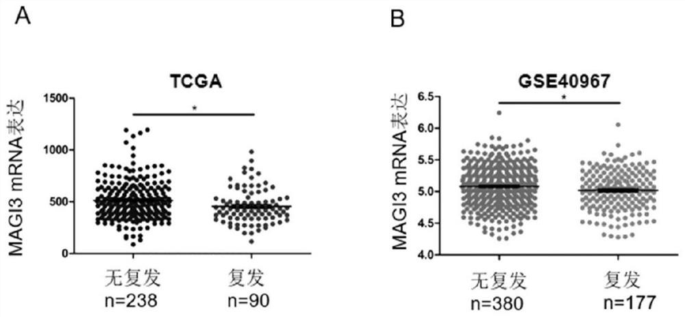 Application of MAGI3 in prediction of prognosis or chemosensitivity of colorectal cancer patient