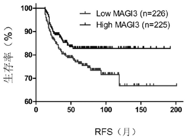 Application of MAGI3 in prediction of prognosis or chemosensitivity of colorectal cancer patient