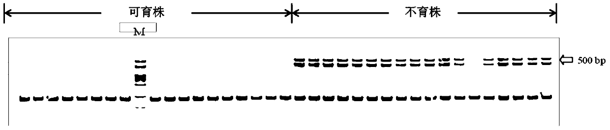 Molecular marker of sesame dominant genic male sterility gene and preparation method and application thereof