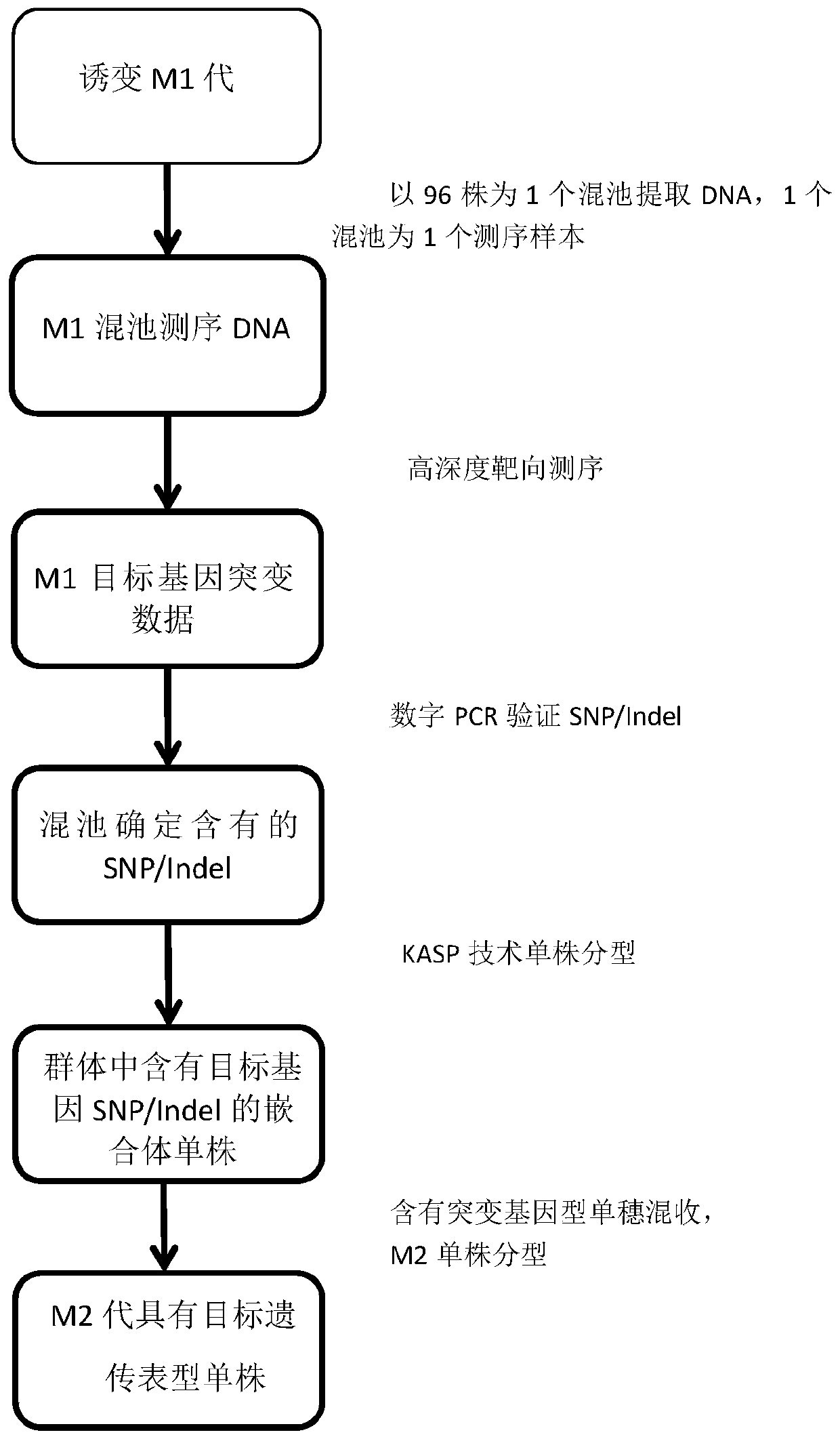 Method for high-throughput targeted identification of M1-generation mutation of physicochemical mutated plant and obtaining of mutant