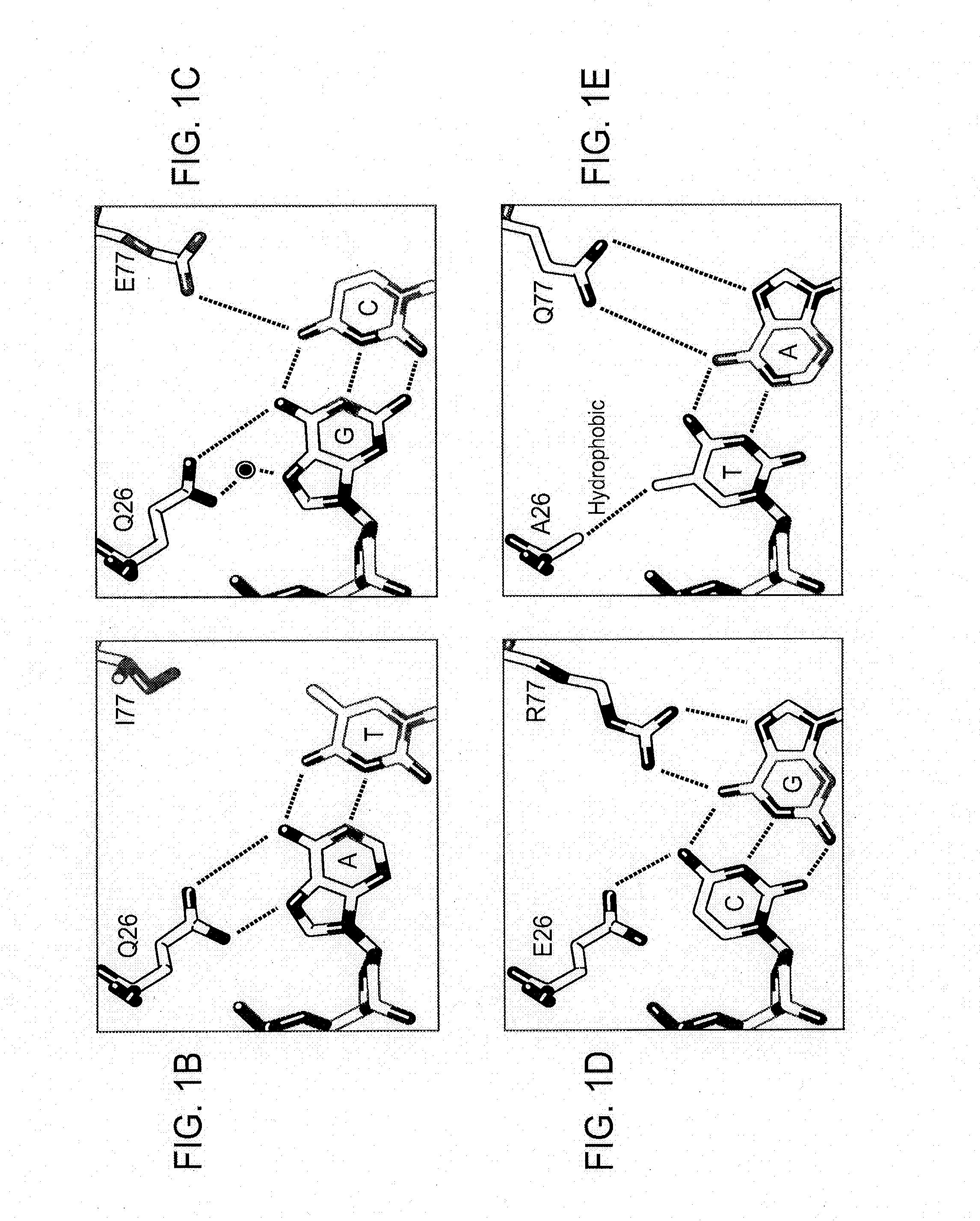 Rationally-designed meganucleases with recognition sequences found in dnase hypersensitive regions of the human genome