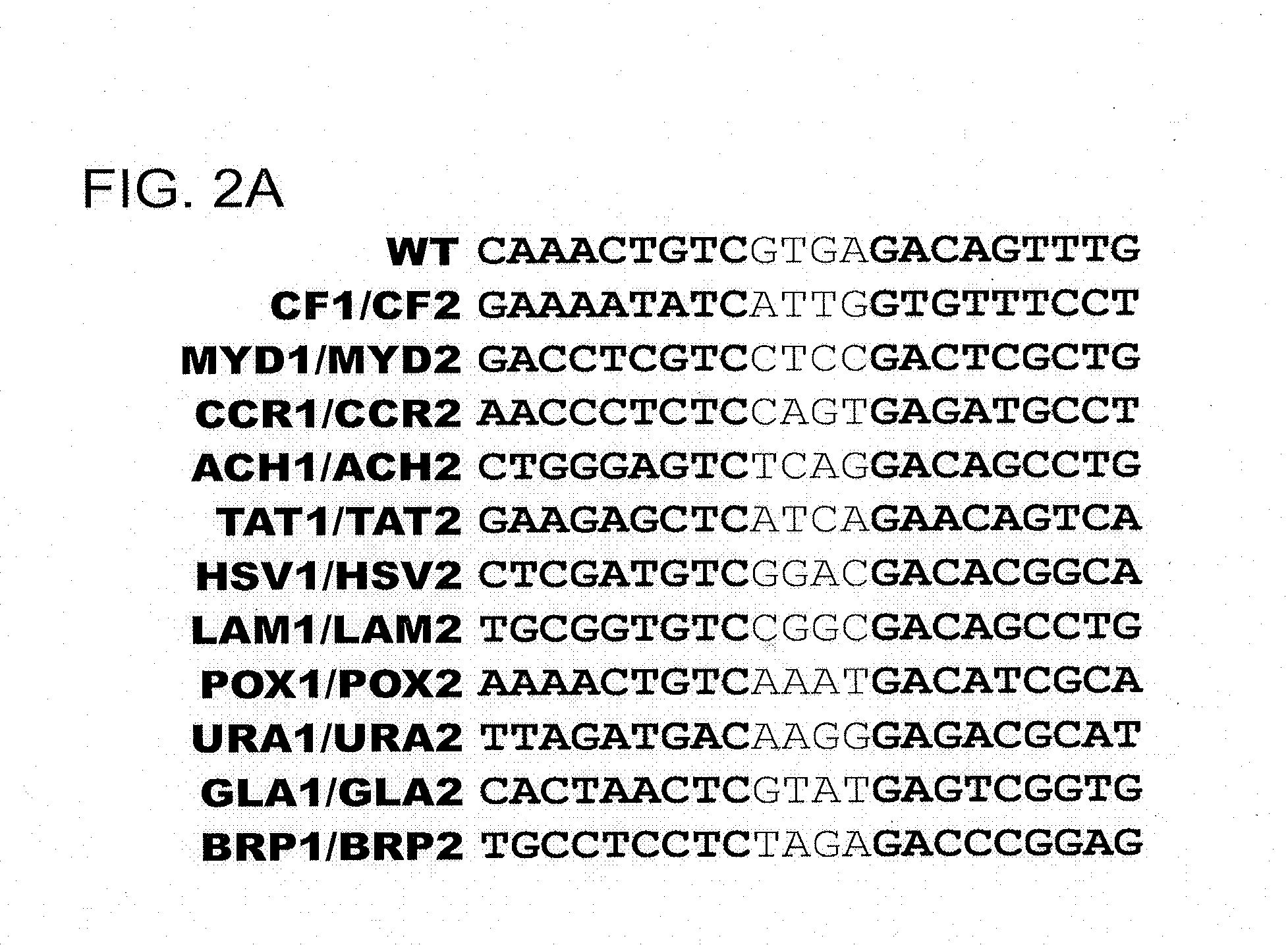 Rationally-designed meganucleases with recognition sequences found in dnase hypersensitive regions of the human genome