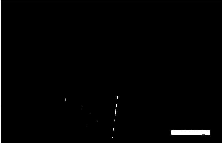 Method for synthesizing gaphene by carbon oxide-assisted chemical vapor phase deposition