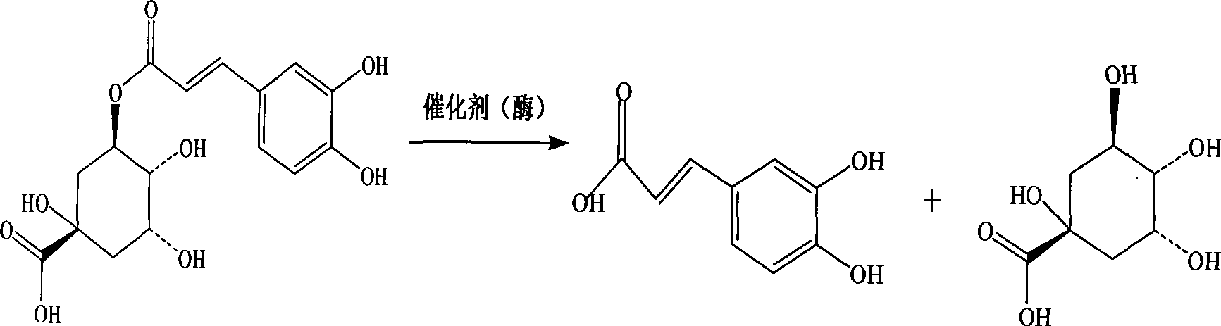 Aspergillus niger strain for high yield of chlorogenic acid hydrolase and use thereof