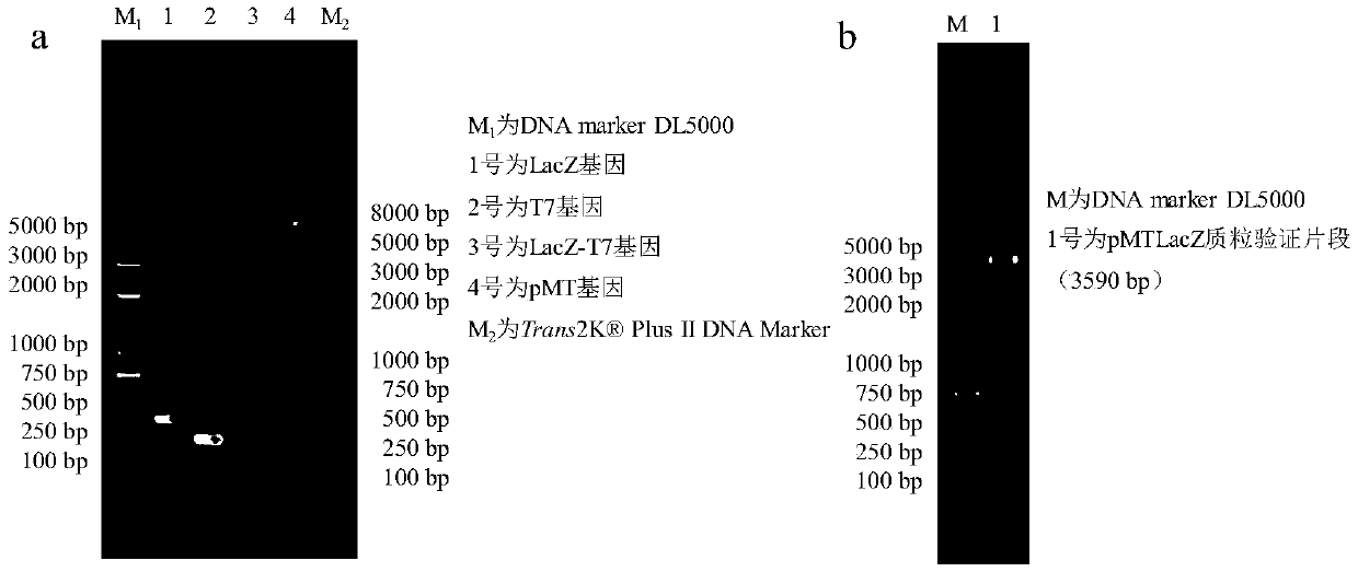 Test strip and method for detecting tetracycline antibiotics in water using biosensor