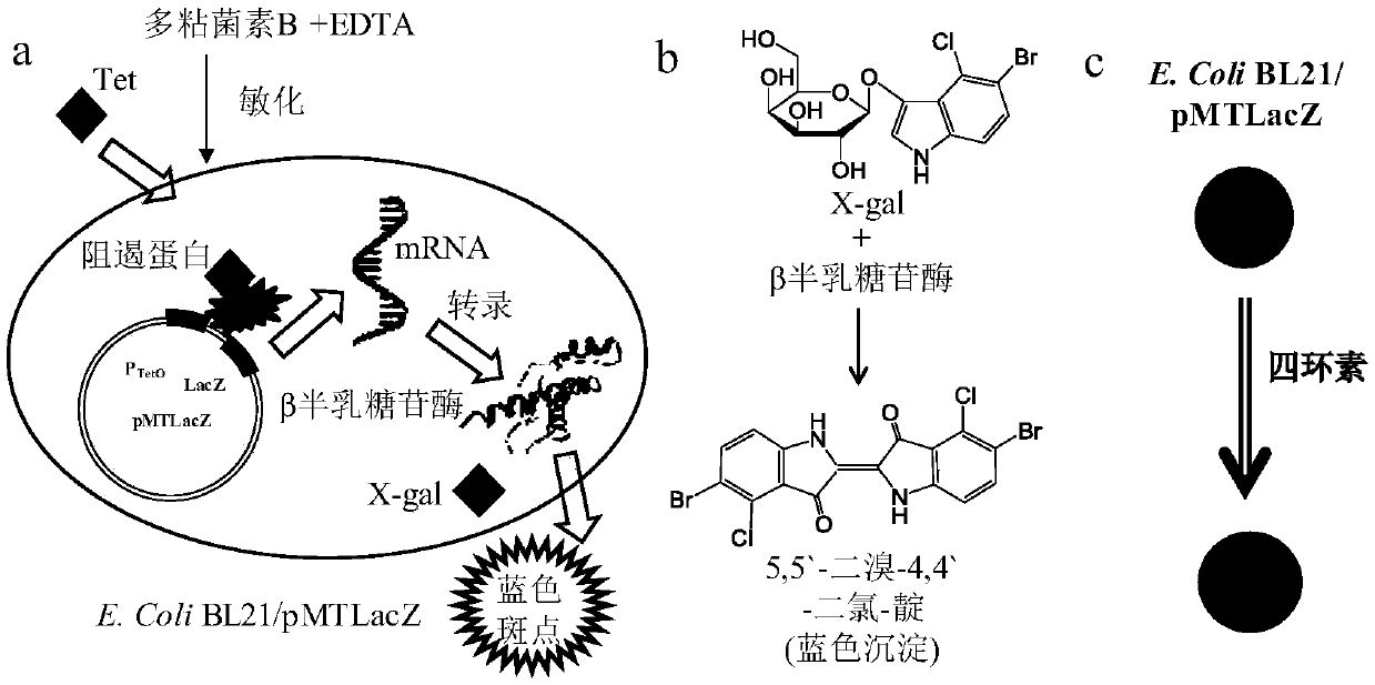 Test strip and method for detecting tetracycline antibiotics in water using biosensor