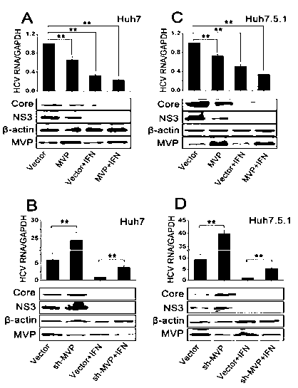 Application of MVP used as antiviral drug target