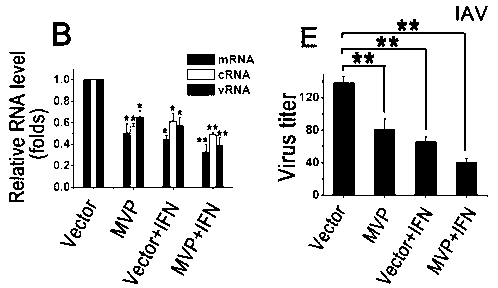 Application of MVP used as antiviral drug target